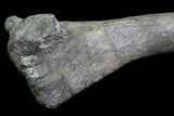Hadrosaur Femur - Two Medicine Formation #92772-5